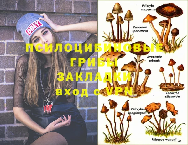 прущие грибы Заволжск